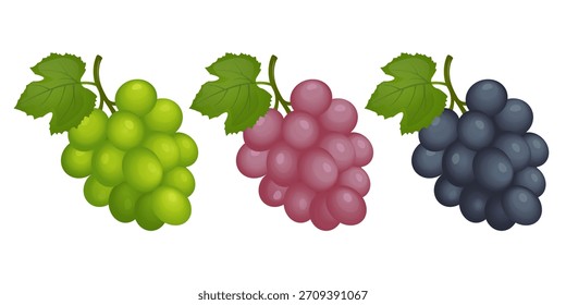 Uvas verdes, rojas y azules. Ilustración vectorial de bayas.