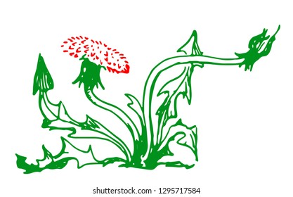 green and red dandelion drawn in pencil on a white background