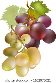 green and red grapes.vector illustration