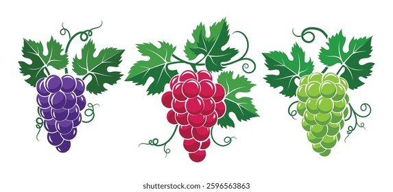 Green red purple grapes bunches. Grapes with leaves set isolated vector illustration