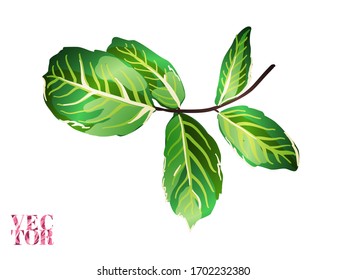 Green and Red Rose and Leaves Elements. Girly Hawaiian Peony Background.  Botanic Rose Flower Swimwear Print. Hand Drawn Isolated Floral Design. Summer Peonies Leaves and Buds Sleepwear Texture. 