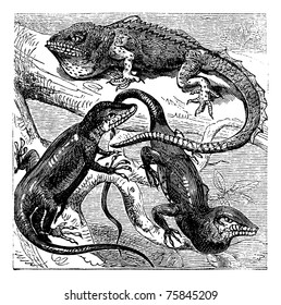 Green, red-throated and crested Anolis lizards vintage engraving. Old engraved illustration of the three species of the 1100 of different anolis (anolius)