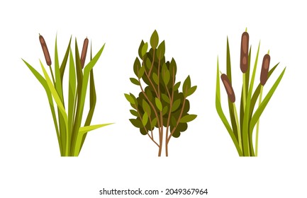 Green Reed Grass with Stalk and Leaves as Outdoor Growth Vector Set