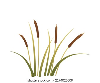 Green reed grass vector illustration on white background