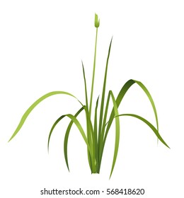 Green reed and water plant. Isometric clump of reed growing on the edge of the pool and pond. Isolated individual flower bamboo reed. Master vector illusrtation.