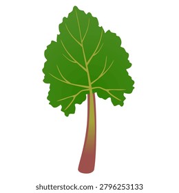 Green rhubarb leaf isolated on white background.