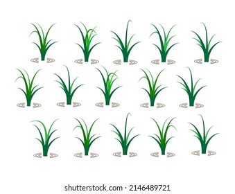 Green rice plant in the field with water isolated on white background. Cartoon agriculture concept. Vector botanic illustrations.  