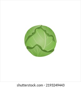 green ripe cabbage head vector illustration on a white isolated background. cartoon cabbage, cruciferous plant, fresh vegetable harvest