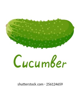 Green ripe cucumber. Isolated