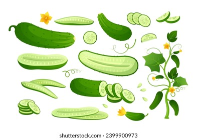 Green ripe cucumber. Vector set of half and slices cucumber with stem leaves, seeds and flower. Organic green vegetable for healthy food, salad, diet, nutrition. Agricultural product. Plant growth 