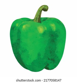 Pimentón verde maduro de pimienta dulce capsicum aislado en fondo blanco. Ilustración de acuarela dibujada a mano realista. Dibujo vectorial de mano. Plantilla.