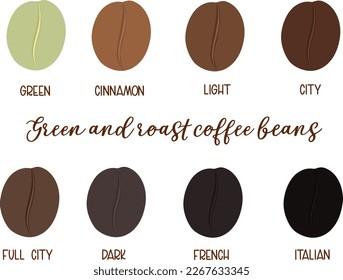 Green and roast coffee beans level by colors vector deign on white background.