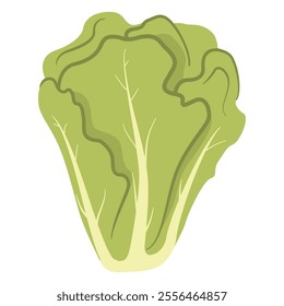 Green romaine salad.Green lettuce.Salad vegetable. Leaf lettuce food.Natural vegetarian and vegan healthy leafy. Vector illustration.Isolated on white background.