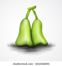 green rose apple isolated Painted watercolor vector illustration,  hand drawn rose apple isolated, Sketch of fruit.