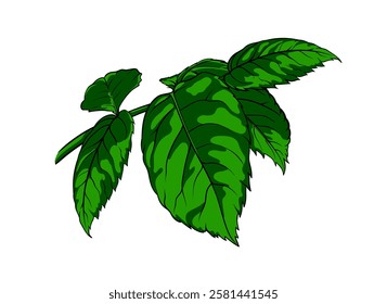Green rose flower leaf, hand drawn botanical element of plant. Minimalistic style. Suitable for decoration and design, logo.