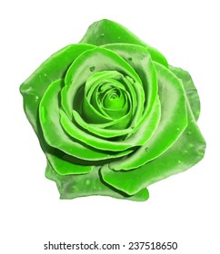 Green  rose flower.Vector illustration.