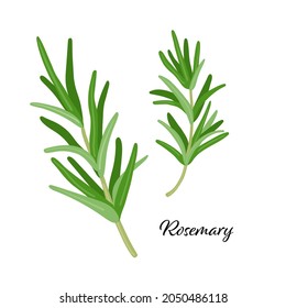 Green rosemary leaves spice. Vector illustration isolated on white. rosemary herb for design element in culinary, package decoration, sticker, label