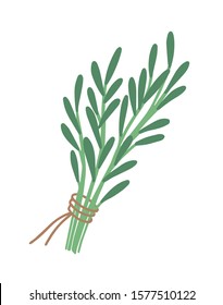 Green rosemary sprig flat vector illustration. Bunch of greenery tied with red ribbon. Herbs bouquet isolated on white. Seasonings and spices kind for cooking. Botany, colorful leaves and branches.