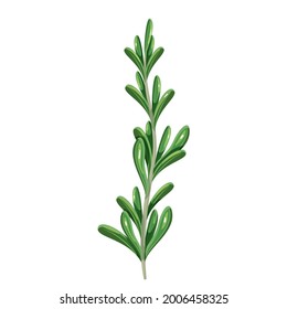 Green rosemary, vegetarian food, healthy menu. Herbs spice, salad and meals. Isolated vector illustration in cartoon style.