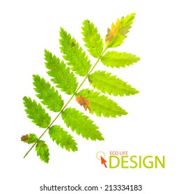 Green rowan leaf isolated on white background. Vector illustration 