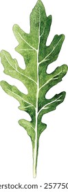 green rucola leaf isolated on whte  illustration vector
