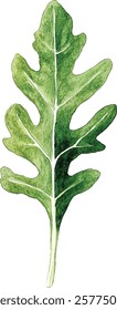 green rucola leaf isolated on whte  illustration vector
