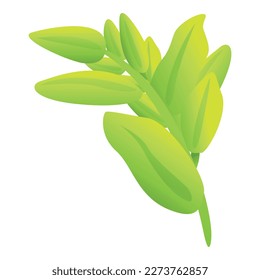 Green sage icon cartoon vector. Leaf plant. Tea basil