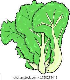 Green salad , illustration, vector on white background