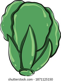 Ensalada verde, ilustración, vector sobre fondo blanco.