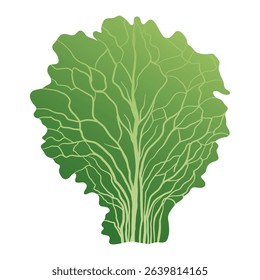 Green salad leaf. Fresh lettuce leaves, organic vegetables for salad, healthy food vegetarian diet, natural raw greens. Vector isolated illustration.