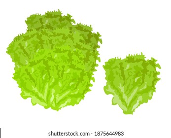 Green salad leaf isolated on white