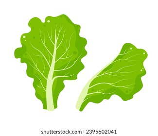 Green Salad leaf. Lettuce leaves. Leafy curly vegetables. Popular culinary element for cooking. Vector illustration isolated on white background.