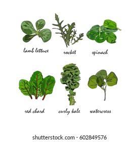 green salad leaves collection hand drawn realistic looking with text. Rocket, watercress, spinach, kale.healthy eating food. Vegetarian vegan cafe bistro menu. Bright arty design.