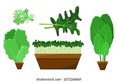 Green salad leaves and roots vector collection, illustration with fresh arugula and potted green healthy food set, vegetables in brown pots
