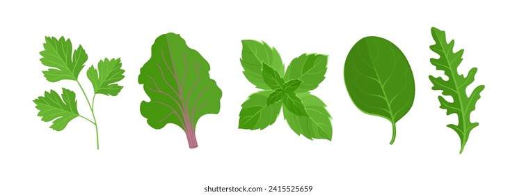 Hojas de ensalada verde puestas. Arugula, espinacas, perejil, menta y hoja de remolacha. Ilustración plana de dibujos animados. Iconos de verduras frescas.