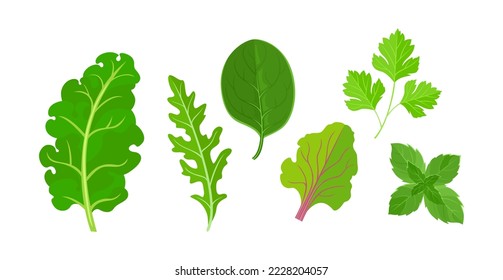 Green salad leaves set. Kale, arugula, spinach, parsley, mint and beet leaf. Vector cartoon flat illustration of fresh vegetables.