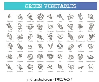 Green salad leaves. Vector vegetarian healthy food leaf set