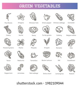 Green salad leaves. Vector vegetarian healthy food leaf set
