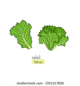 Green salad set leaves lettuce draw on white background. Design element. Vector sketch isolated illustration. Hand drawn cooking food.