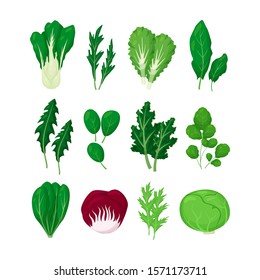 Green salad vegetables leaves set vector illustration isolated on white background in a cartoon flat style. Natural lettuce leaf.