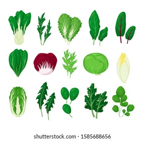 Green salad vegetables leaves set vector illustration isolated on white background in a cartoon flat style. Pak choi, arugula, mizuna, dandelion, iceberg, spinach, sorrel, Chinese cabbage, pet tsai.