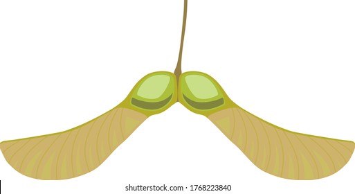 Green Samara Fruit Of Norway Maple Or Acer Platanoides Isolated On White Background