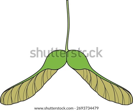 Green samara fruit of Norway maple or Acer platanoides isolated on white background	