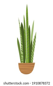 Sansevieria verde en una olla de estilo plano dibujada sobre un fondo blanco aislado. Planta interior, decoración interior, planta sin pretensiones.