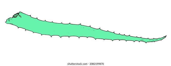 a green scarlet leaf. an element of a scarlet turquoise color drawn in the style of a sketch with a black outline on white for a natural design template