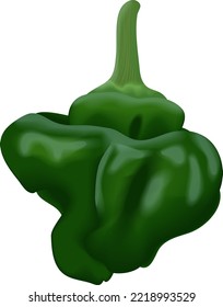 Green scotch bonnet peppers. Capsicum chinense. Hot chili pepper. Fresh organic vegetables. Vector illustration isolated on white background.