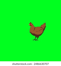 Green screen illustration of a chicken 