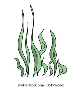 green sea algae