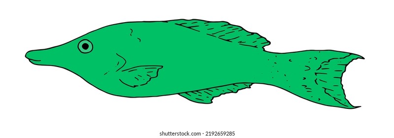 green sea fish Gomphosus varius swimming in different directions on a white. green tropical fish long body hand-drawn for design template Vector  