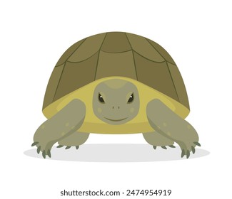 Green sea or ocean Turtle front view. Aquatic and terrestrial reptilian animal. Pet turtle for home. Vector icon illustration on white background.